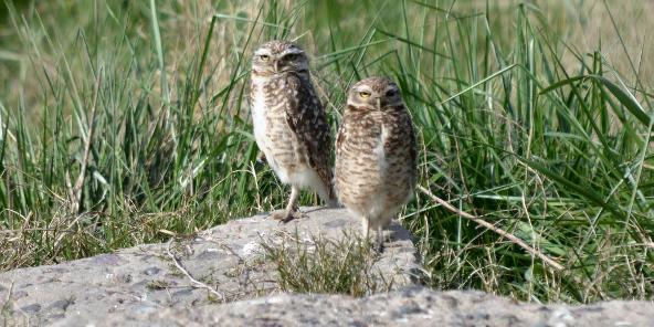 iniciarse al campamento, base, acampada, camping, acampar, camper, refugio, dormi, donde dormir,  caba&ntilde;a, hospedaje, donde hospedarse, hotel barato, ambiente, sala de maquinas, exclusivo, exclusividad, camping de lujo, glamping argentina, relax, relajarse, relajacion, siesta, tranquilidad, sosiego, estancia, pasto, aire, acondicionado, desayuno, mate en la cama, pileta, sombrilla, colchoneta inflable, fin de semana, week end, sabado, domingo, feriado, fin de semana largo, feriado puente, salida, parejas, turismo rural, viaje, viajecito escapada, viajeta, cerca, capital, pocos km, costa atlantica, autopista zona sur, lobos, ca&ntilde;uelas, san miguel del monte, uribelarrea, udaondo abott, campo, fogon, bolsa de dormir, linternas, mosquitero, pesca, paseos en globo, planeadores, alquiler cuatriciclos, cabalgatas, cabalgar, caballos, parque4x4, smata, maximo paz, vicente casares, ezeiza, horno de barro, asado, amigos, familia, chicos chicos, peque&ntilde;os, primera experiencia, naturaleza, verde, salir a pescar, hacer un fueguito, leer un libro, tranquilo, hamaca, paraguaya, siesta en los arboles, pastos altos, fogon, parrilla, disco de arado, deportes aventura, escapar de la rutina, quincho, juegos para chicos, escaladores, atardecer, niebla, abierto todo el a&ntilde;o, atendido por sus due&ntilde;os, ropa de cama, frazadas, mangrullo, reposeras, pic-nic, pic nic, campestre, atardecer, pajaros, chacra, las primorosas, chacras del alba, termas del salado, esculturas al aire libre, sala de maquinas, parque 4x4 conduccion defensiva, 4x4 y atv cuatris bosques, pasar el dia, dia de campo, 
