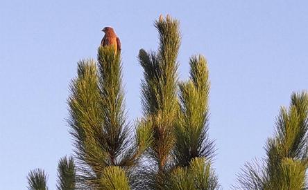 camping campamento jardin naturaleza pic nic aventura cuatriciclos pielta arquitectura bricolage avistaje de aves dia de campo fin de semana buena onda asado jardin de esculturas hierro reciclado animales de metal jardin de colibries salvias picaflor picaflores lagarto overo culebra jardin aves buenos aires observacion de aves rincon de la naturaleza ca&ntilde;uelas laguna pesca mojarras pescar con los chicos pesca con devolucion sembrar mojarras siempre construyendo parque4x4 parque 4x4 pasar el dia amigos cumplea&ntilde;os festejar cumple quinta campo quincho parrillas ba&ntilde;os accesibles duchas camping discapacitados  circuito pruebas sesion fotos campo test drive manejo prueba  siestodromo dormir la siesta fogon campamento nido pajaros aguilucho chimango cara cara tero huevos moteados serpiente vibora  iguana