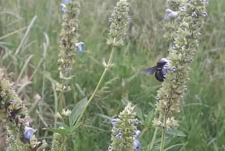 camping campamento jardin naturaleza pic nic aventura cuatriciclos pielta arquitectura bricolage avistaje de aves dia de campo fin de semana buena onda asado jardin de esculturas hierro reciclado animales de metal jardin de colibries salvias picaflor picaflores lagarto overo culebra jardin aves buenos aires observacion de aves rincon de la naturaleza ca&ntilde;uelas laguna pesca mojarras pescar con los chicos pesca con devolucion sembrar mojarras siempre construyendo parque4x4 parque 4x4 pasar el dia amigos cumplea&ntilde;os festejar cumple quinta campo quincho parrillas ba&ntilde;os accesibles duchas camping discapacitados  circuito pruebas sesion fotos campo test drive manejo prueba  siestodromo dormir la siesta fogon campamento fogon nocturno fogata  fuego  ronda