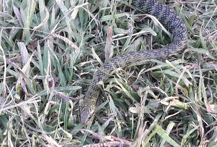 camping campamento jardin naturaleza pic nic aventura cuatriciclos pielta arquitectura bricolage avistaje de aves dia de campo fin de semana buena onda asado jardin de esculturas hierro reciclado animales de metal jardin de colibries salvias picaflor picaflores lagarto overo culebra jardin aves buenos aires observacion de aves rincon de la naturaleza ca&ntilde;uelas laguna pesca mojarras pescar con los chicos pesca con devolucion sembrar mojarras siempre construyendo parque4x4 parque 4x4 pasar el dia amigos cumplea&ntilde;os festejar cumple quinta campo quincho parrillas ba&ntilde;os accesibles duchas camping discapacitados  circuito pruebas sesion fotos campo test drive manejo prueba  siestodromo dormir la siesta fogon campamento fogon nocturno fogata  fuego  ronda