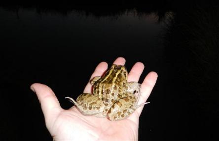 camping campamento jardin naturaleza pic nic aventura cuatriciclos pielta arquitectura bricolage avistaje de aves dia de campo fin de semana buena onda asado jardin de esculturas hierro reciclado animales de metal jardin de colibries salvias picaflor picaflores lagarto overo culebra jardin aves buenos aires observacion de aves rincon de la naturaleza ca&ntilde;uelas laguna pesca mojarras pescar con los chicos pesca con devolucion sembrar mojarras siempre construyendo parque4x4 parque 4x4 pasar el dia amigos cumplea&ntilde;os festejar cumple quinta campo quincho parrillas ba&ntilde;os accesibles duchas camping discapacitados  circuito pruebas sesion fotos campo test drive manejo prueba  siestodromo dormir la siesta fogon campamento nido pajaros aguilucho chimango cara cara tero huevos moteados serpiente vibora  iguana rana sapo