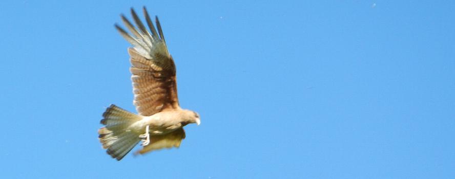 camping campamento jardin naturaleza pic nic aventura cuatriciclos pielta arquitectura bricolage avistaje de aves dia de campo fin de semana buena onda asado jardin de esculturas hierro reciclado animales de metal jardin de colibries salvias picaflor picaflores lagarto overo culebra jardin aves buenos aires observacion de aves rincon de la naturaleza ca&ntilde;uelas laguna pesca mojarras pescar con los chicos pesca con devolucion sembrar mojarras siempre construyendo parque4x4 parque 4x4 pasar el dia amigos cumplea&ntilde;os festejar cumple quinta campo quincho parrillas ba&ntilde;os accesibles duchas camping discapacitados  circuito pruebas sesion fotos campo test drive manejo prueba  siestodromo dormir la siesta fogon campamento nido pajaros aguilucho chimango cara cara tero huevos moteados serpiente vibora  iguana