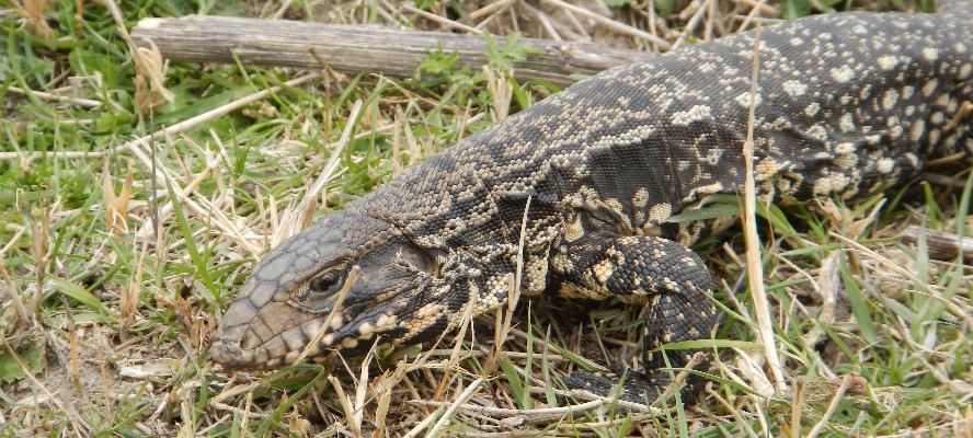 camping campamento jardin naturaleza pic nic aventura cuatriciclos pielta arquitectura bricolage avistaje de aves dia de campo fin de semana buena onda asado jardin de esculturas hierro reciclado animales de metal jardin de colibries salvias picaflor picaflores lagarto overo culebra jardin aves buenos aires observacion de aves rincon de la naturaleza ca&ntilde;uelas laguna pesca mojarras pescar con los chicos pesca con devolucion sembrar mojarras siempre construyendo parque4x4 parque 4x4 pasar el dia amigos cumplea&ntilde;os festejar cumple quinta campo quincho parrillas ba&ntilde;os accesibles duchas camping discapacitados  circuito pruebas sesion fotos campo test drive manejo prueba  siestodromo dormir la siesta fogon campamento nido pajaros aguilucho chimango cara cara tero huevos moteados serpiente vibora  iguana