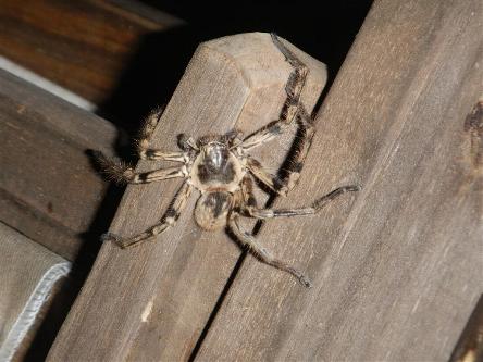 camping campamento jardin naturaleza pic nic aventura cuatriciclos pielta arquitectura bricolage avistaje de aves dia de campo fin de semana buena onda asado jardin de esculturas hierro reciclado animales de metal jardin de colibries salvias picaflor picaflores lagarto overo culebra jardin aves buenos aires observacion de aves rincon de la naturaleza ca&ntilde;uelas laguna pesca mojarras pescar con los chicos pesca con devolucion sembrar mojarras siempre construyendo parque4x4 parque 4x4 pasar el dia amigos cumplea&ntilde;os festejar cumple quinta campo quincho parrillas ba&ntilde;os accesibles duchas camping discapacitados  circuito pruebas sesion fotos campo test drive manejo prueba  siestodromo dormir la siesta fogon campamento nido pajaros aguilucho chimango cara cara tero huevos moteados serpiente vibora  iguana