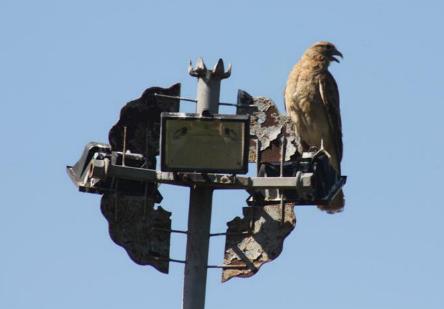 camping campamento jardin naturaleza pic nic aventura cuatriciclos pielta arquitectura bricolage avistaje de aves dia de campo fin de semana buena onda asado jardin de esculturas hierro reciclado animales de metal jardin de colibries salvias picaflor picaflores lagarto overo culebra jardin aves buenos aires observacion de aves rincon de la naturaleza ca&ntilde;uelas laguna pesca mojarras pescar con los chicos pesca con devolucion sembrar mojarras siempre construyendo parque4x4 parque 4x4 pasar el dia amigos cumplea&ntilde;os festejar cumple quinta campo quincho parrillas ba&ntilde;os accesibles duchas camping discapacitados  circuito pruebas sesion fotos campo test drive manejo prueba  siestodromo dormir la siesta fogon campamento nido pajaros aguilucho chimango cara cara tero huevos moteados serpiente vibora  iguana