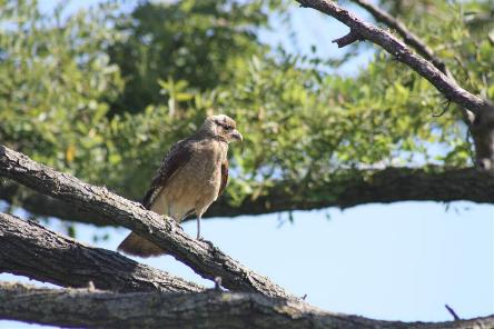 camping campamento jardin naturaleza pic nic aventura cuatriciclos pielta arquitectura bricolage avistaje de aves dia de campo fin de semana buena onda asado jardin de esculturas hierro reciclado animales de metal jardin de colibries salvias picaflor picaflores lagarto overo culebra jardin aves buenos aires observacion de aves rincon de la naturaleza ca&ntilde;uelas laguna pesca mojarras pescar con los chicos pesca con devolucion sembrar mojarras siempre construyendo parque4x4 parque 4x4 pasar el dia amigos cumplea&ntilde;os festejar cumple quinta campo quincho parrillas ba&ntilde;os accesibles duchas camping discapacitados  circuito pruebas sesion fotos campo test drive manejo prueba  siestodromo dormir la siesta fogon campamento nido pajaros aguilucho chimango cara cara tero huevos moteados serpiente vibora  iguana