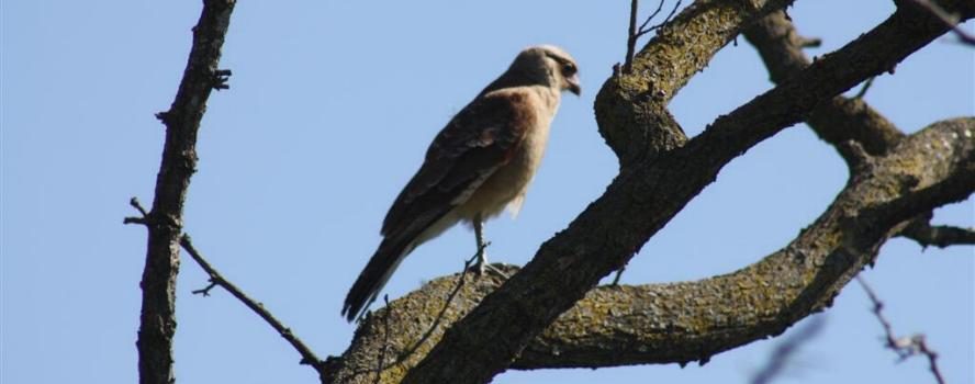 camping campamento jardin naturaleza pic nic aventura cuatriciclos pielta arquitectura bricolage avistaje de aves dia de campo fin de semana buena onda asado jardin de esculturas hierro reciclado animales de metal jardin de colibries salvias picaflor picaflores lagarto overo culebra jardin aves buenos aires observacion de aves rincon de la naturaleza ca&ntilde;uelas laguna pesca mojarras pescar con los chicos pesca con devolucion sembrar mojarras siempre construyendo parque4x4 parque 4x4 pasar el dia amigos cumplea&ntilde;os festejar cumple quinta campo quincho parrillas ba&ntilde;os accesibles duchas camping discapacitados  circuito pruebas sesion fotos campo test drive manejo prueba  siestodromo dormir la siesta fogon campamento nido pajaros aguilucho chimango cara cara tero huevos moteados serpiente vibora  iguana