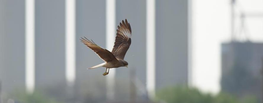 camping campamento jardin naturaleza pic nic aventura cuatriciclos pielta arquitectura bricolage avistaje de aves dia de campo fin de semana buena onda asado jardin de esculturas hierro reciclado animales de metal jardin de colibries salvias picaflor picaflores lagarto overo culebra jardin aves buenos aires observacion de aves rincon de la naturaleza ca&ntilde;uelas laguna pesca mojarras pescar con los chicos pesca con devolucion sembrar mojarras siempre construyendo parque4x4 parque 4x4 pasar el dia amigos cumplea&ntilde;os festejar cumple quinta campo quincho parrillas ba&ntilde;os accesibles duchas camping discapacitados  circuito pruebas sesion fotos campo test drive manejo prueba  siestodromo dormir la siesta fogon campamento fogon nocturno fogata  fuego  ronda