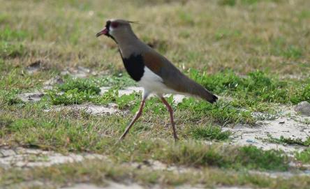 camping campamento jardin naturaleza pic nic aventura cuatriciclos pielta arquitectura bricolage avistaje de aves dia de campo fin de semana buena onda asado jardin de esculturas hierro reciclado animales de metal jardin de colibries salvias picaflor picaflores lagarto overo culebra jardin aves buenos aires observacion de aves rincon de la naturaleza ca&ntilde;uelas laguna pesca mojarras pescar con los chicos pesca con devolucion sembrar mojarras siempre construyendo parque4x4 parque 4x4 pasar el dia amigos cumplea&ntilde;os festejar cumple quinta campo quincho parrillas ba&ntilde;os accesibles duchas camping discapacitados  circuito pruebas sesion fotos campo test drive manejo prueba  siestodromo dormir la siesta fogon campamento fogon nocturno fogata  fuego  ronda