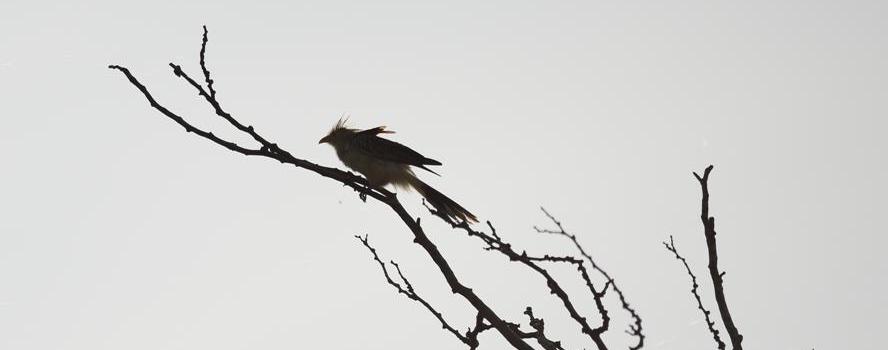 camping campamento jardin naturaleza pic nic aventura cuatriciclos pielta arquitectura bricolage avistaje de aves dia de campo fin de semana buena onda asado jardin de esculturas hierro reciclado animales de metal jardin de colibries salvias picaflor picaflores lagarto overo culebra jardin aves buenos aires observacion de aves rincon de la naturaleza ca&ntilde;uelas laguna pesca mojarras pescar con los chicos pesca con devolucion sembrar mojarras siempre construyendo parque4x4 parque 4x4 pasar el dia amigos cumplea&ntilde;os festejar cumple quinta campo quincho parrillas ba&ntilde;os accesibles duchas camping discapacitados  circuito pruebas sesion fotos campo test drive manejo prueba  siestodromo dormir la siesta fogon campamento nido pajaros aguilucho chimango cara cara tero huevos moteados serpiente vibora  iguana pirincho