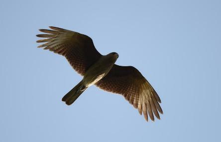 camping campamento jardin naturaleza pic nic aventura cuatriciclos pielta arquitectura bricolage avistaje de aves dia de campo fin de semana buena onda asado jardin de esculturas hierro reciclado animales de metal jardin de colibries salvias picaflor picaflores lagarto overo culebra jardin aves buenos aires observacion de aves rincon de la naturaleza ca&ntilde;uelas laguna pesca mojarras pescar con los chicos pesca con devolucion sembrar mojarras siempre construyendo parque4x4 parque 4x4 pasar el dia amigos cumplea&ntilde;os festejar cumple quinta campo quincho parrillas ba&ntilde;os accesibles duchas camping discapacitados  circuito pruebas sesion fotos campo test drive manejo prueba  siestodromo dormir la siesta fogon campamento nido pajaros aguilucho chimango cara cara tero huevos moteados serpiente vibora  iguana