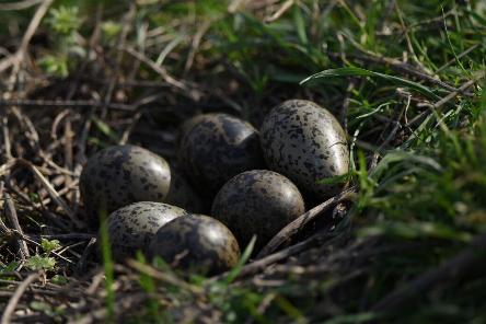 camping campamento jardin naturaleza pic nic aventura cuatriciclos pielta arquitectura bricolage avistaje de aves dia de campo fin de semana buena onda asado jardin de esculturas hierro reciclado animales de metal jardin de colibries salvias picaflor picaflores lagarto overo culebra jardin aves buenos aires observacion de aves rincon de la naturaleza ca&ntilde;uelas laguna pesca mojarras pescar con los chicos pesca con devolucion sembrar mojarras siempre construyendo parque4x4 parque 4x4 pasar el dia amigos cumplea&ntilde;os festejar cumple quinta campo quincho parrillas ba&ntilde;os accesibles duchas camping discapacitados  circuito pruebas sesion fotos campo test drive manejo prueba  siestodromo dormir la siesta fogon campamento nido pajaros aguilucho chimango cara cara tero huevos moteados serpiente vibora  iguana