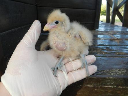 camping campamento jardin naturaleza pic nic aventura cuatriciclos pielta arquitectura bricolage avistaje de aves dia de campo fin de semana buena onda asado jardin de esculturas hierro reciclado animales de metal jardin de colibries salvias picaflor picaflores lagarto overo culebra jardin aves buenos aires observacion de aves rincon de la naturaleza ca&ntilde;uelas laguna pesca mojarras pescar con los chicos pesca con devolucion sembrar mojarras siempre construyendo parque4x4 parque 4x4 pasar el dia amigos cumplea&ntilde;os festejar cumple quinta campo quincho parrillas ba&ntilde;os accesibles duchas camping discapacitados  circuito pruebas sesion fotos campo test drive manejo prueba  siestodromo dormir la siesta fogon campamento nido pajaros aguilucho chimango cara cara tero huevos moteados serpiente vibora  iguana
