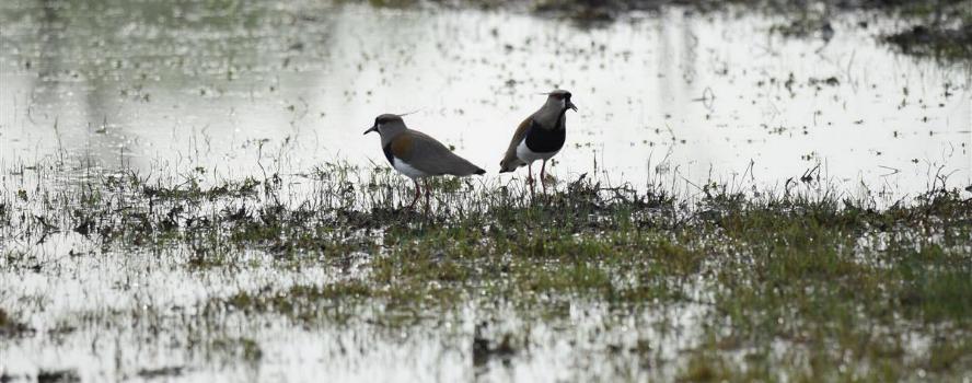 camping campamento jardin naturaleza pic nic aventura cuatriciclos pielta arquitectura bricolage avistaje de aves dia de campo fin de semana buena onda asado jardin de esculturas hierro reciclado animales de metal jardin de colibries salvias picaflor picaflores lagarto overo culebra jardin aves buenos aires observacion de aves rincon de la naturaleza ca&ntilde;uelas laguna pesca mojarras pescar con los chicos pesca con devolucion sembrar mojarras siempre construyendo parque4x4 parque 4x4 pasar el dia amigos cumplea&ntilde;os festejar cumple quinta campo quincho parrillas ba&ntilde;os accesibles duchas camping discapacitados  circuito pruebas sesion fotos campo test drive manejo prueba  siestodromo dormir la siesta fogon campamento nido pajaros aguilucho chimango cara cara tero huevos moteados serpiente vibora  iguana