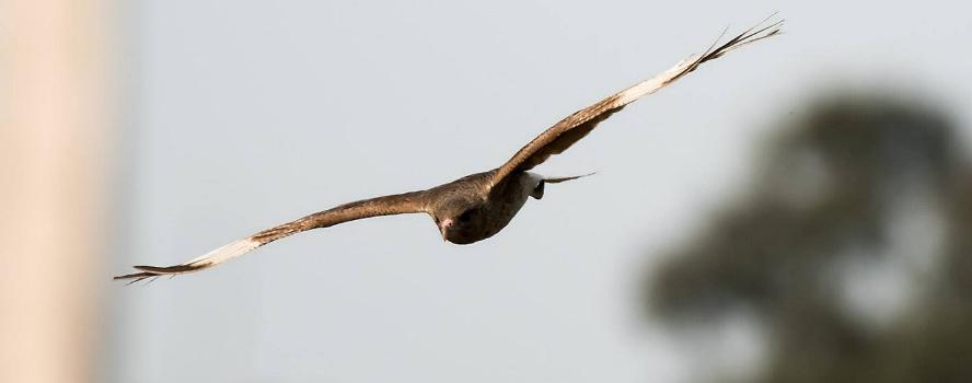 camping campamento jardin naturaleza pic nic aventura cuatriciclos pielta arquitectura bricolage avistaje de aves dia de campo fin de semana buena onda asado jardin de esculturas hierro reciclado animales de metal jardin de colibries salvias picaflor picaflores lagarto overo culebra jardin aves buenos aires observacion de aves rincon de la naturaleza ca&ntilde;uelas laguna pesca mojarras pescar con los chicos pesca con devolucion sembrar mojarras siempre construyendo parque4x4 parque 4x4 pasar el dia amigos cumplea&ntilde;os festejar cumple quinta campo quincho parrillas ba&ntilde;os accesibles duchas camping discapacitados  circuito pruebas sesion fotos campo test drive manejo prueba  siestodromo dormir la siesta fogon campamento nido pajaros aguilucho chimango cara cara tero huevos moteados serpiente vibora  iguana