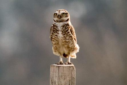 camping campamento jardin naturaleza pic nic aventura cuatriciclos pielta arquitectura bricolage avistaje de aves dia de campo fin de semana buena onda asado jardin de esculturas hierro reciclado animales de metal jardin de colibries salvias picaflor picaflores lagarto overo culebra jardin aves buenos aires observacion de aves rincon de la naturaleza ca&ntilde;uelas laguna pesca mojarras pescar con los chicos pesca con devolucion sembrar mojarras siempre construyendo parque4x4 parque 4x4 pasar el dia amigos cumplea&ntilde;os festejar cumple quinta campo quincho parrillas ba&ntilde;os accesibles duchas camping discapacitados  circuito pruebas sesion fotos campo test drive manejo prueba  siestodromo dormir la siesta fogon campamento nido pajaros aguilucho chimango cara cara tero huevos moteados serpiente vibora  iguana