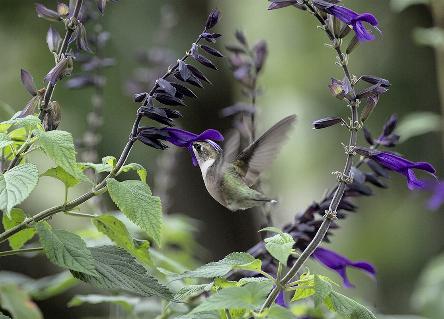 camping campamento jardin naturaleza pic nic aventura cuatriciclos pielta arquitectura bricolage avistaje de aves dia de campo fin de semana buena onda asado jardin de esculturas hierro reciclado animales de metal jardin de colibries salvias picaflor picaflores lagarto overo culebra jardin aves buenos aires observacion de aves rincon de la naturaleza ca&ntilde;uelas laguna pesca mojarras pescar con los chicos pesca con devolucion sembrar mojarras siempre construyendo parque4x4 parque 4x4 pasar el dia amigos cumplea&ntilde;os festejar cumple quinta campo quincho parrillas ba&ntilde;os accesibles duchas camping discapacitados  circuito pruebas sesion fotos campo test drive manejo prueba  siestodromo dormir la siesta fogon campamento nido pajaros aguilucho chimango cara cara tero huevos moteados serpiente vibora  iguana jardin colibries
