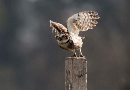 camping campamento jardin naturaleza pic nic aventura cuatriciclos pielta arquitectura bricolage avistaje de aves dia de campo fin de semana buena onda asado jardin de esculturas hierro reciclado animales de metal jardin de colibries salvias picaflor picaflores lagarto overo culebra jardin aves buenos aires observacion de aves rincon de la naturaleza ca&ntilde;uelas laguna pesca mojarras pescar con los chicos pesca con devolucion sembrar mojarras siempre construyendo parque4x4 parque 4x4 pasar el dia amigos cumplea&ntilde;os festejar cumple quinta campo quincho parrillas ba&ntilde;os accesibles duchas camping discapacitados  circuito pruebas sesion fotos campo test drive manejo prueba  siestodromo dormir la siesta fogon campamento nido pajaros aguilucho chimango cara cara tero huevos moteados serpiente vibora  iguana