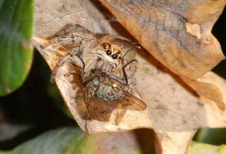 camping campamento jardin naturaleza pic nic aventura cuatriciclos pielta arquitectura bricolage avistaje de aves dia de campo fin de semana buena onda asado jardin de esculturas hierro reciclado animales de metal jardin de colibries salvias picaflor picaflores lagarto overo culebra jardin aves buenos aires observacion de aves rincon de la naturaleza ca&ntilde;uelas laguna pesca mojarras pescar con los chicos pesca con devolucion sembrar mojarras siempre construyendo parque4x4 parque 4x4 pasar el dia amigos cumplea&ntilde;os festejar cumple quinta campo quincho parrillas ba&ntilde;os accesibles duchas camping discapacitados  circuito pruebas sesion fotos campo test drive manejo prueba  siestodromo dormir la siesta fogon campamento nido pajaros aguilucho chimango cara cara tero huevos moteados serpiente vibora  iguana