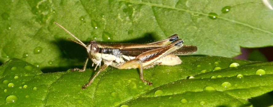 camping campamento jardin naturaleza pic nic aventura cuatriciclos pielta arquitectura bricolage avistaje de aves dia de campo fin de semana buena onda asado jardin de esculturas hierro reciclado animales de metal jardin de colibries salvias picaflor picaflores lagarto overo culebra jardin aves buenos aires observacion de aves rincon de la naturaleza ca&ntilde;uelas laguna pesca mojarras pescar con los chicos pesca con devolucion sembrar mojarras siempre construyendo parque4x4 parque 4x4 pasar el dia amigos cumplea&ntilde;os festejar cumple quinta campo quincho parrillas ba&ntilde;os accesibles duchas camping discapacitados  circuito pruebas sesion fotos campo test drive manejo prueba  siestodromo dormir la siesta fogon campamento nido pajaros aguilucho chimango cara cara tero huevos moteados serpiente vibora  iguana saltamonte grillo macro fotografia