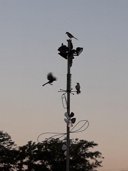 camping campamento jardin naturaleza pic nic aventura cuatriciclos pielta arquitectura bricolage avistaje de aves dia de campo fin de semana buena onda asado jardin de esculturas hierro reciclado animales de metal jardin de colibries salvias picaflor picaflores lagarto overo culebra jardin aves buenos aires observacion de aves rincon de la naturaleza ca&ntilde;uelas laguna pesca mojarras pescar con los chicos pesca con devolucion sembrar mojarras siempre construyendo parque4x4 parque 4x4 pasar el dia amigos cumplea&ntilde;os festejar cumple quinta campo quincho parrillas ba&ntilde;os accesibles duchas camping discapacitados 