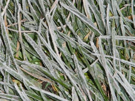 heladas en la provincia de buenos aires