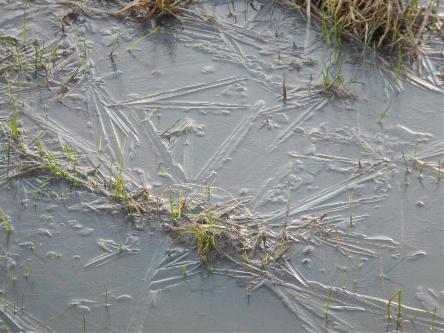 heladas en la provincia de buenos aires