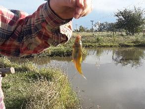 camping campamento jardin naturaleza pic nic aventura cuatriciclos pielta arquitectura bricolage avistaje de aves dia de campo fin de semana buena onda asado jardin de esculturas hierro reciclado animales de metal jardin de colibries salvias picaflor picaflores lagarto overo culebra jardin aves buenos aires observacion de aves rincon de la naturaleza ca&ntilde;uelas laguna pesca mojarras pescar con los chicos pesca con devolucion sembrar mojarras siempre construyendo parque4x4 parque 4x4 pasar el dia amigos cumplea&ntilde;os festejar cumple quinta campo quincho parrillas ba&ntilde;os accesibles duchas camping discapacitados 