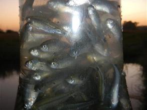 camping campamento jardin naturaleza pic nic aventura cuatriciclos pielta arquitectura bricolage avistaje de aves dia de campo fin de semana buena onda asado jardin de esculturas hierro reciclado animales de metal jardin de colibries salvias picaflor picaflores lagarto overo culebra jardin aves buenos aires observacion de aves rincon de la naturaleza ca&ntilde;uelas laguna pesca mojarras pescar con los chicos pesca con devolucion sembrar mojarras siempre construyendo parque4x4 parque 4x4 pasar el dia amigos cumplea&ntilde;os festejar cumple quinta campo quincho parrillas ba&ntilde;os accesibles duchas camping discapacitados 