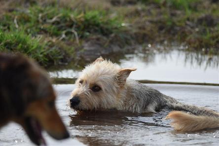 camping campamento jardin naturaleza pic nic aventura cuatriciclos pielta arquitectura bricolage avistaje de aves dia de campo fin de semana buena onda asado jardin de esculturas hierro reciclado animales de metal jardin de colibries salvias picaflor picaflores lagarto overo culebra jardin aves buenos aires observacion de aves rincon de la naturaleza ca&ntilde;uelas laguna pesca mojarras pescar con los chicos pesca con devolucion sembrar mojarras siempre construyendo parque4x4 parque 4x4 pasar el dia amigos cumplea&ntilde;os festejar cumple quinta campo quincho parrillas ba&ntilde;os accesibles duchas camping discapacitados 
